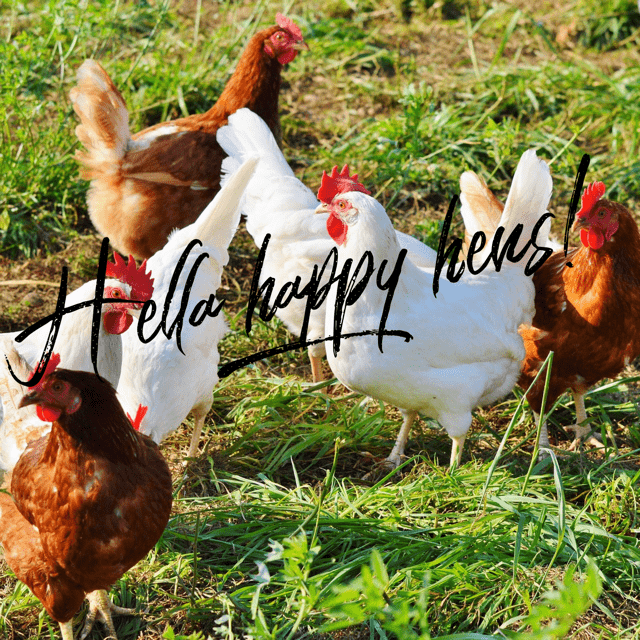 What the cluck are pastured eggs, really?