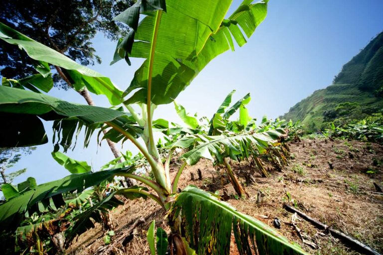 How One Woman’s Eco Farm Vision Inspired A Miracle