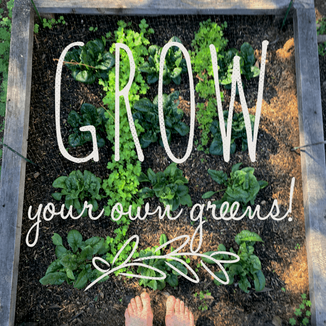 6 Steps To Growing Your Own Greens