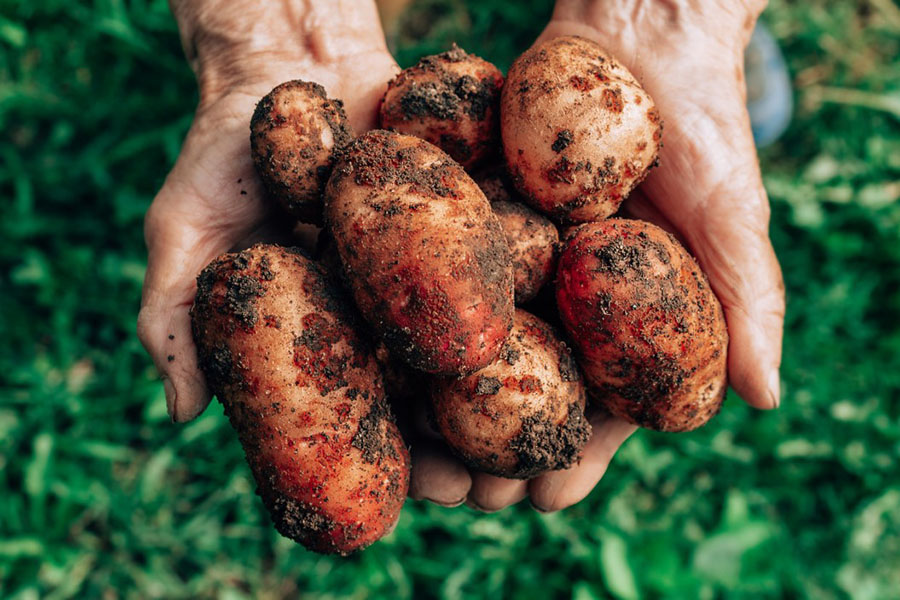 10 Most Sustainable Foods & Ingredients