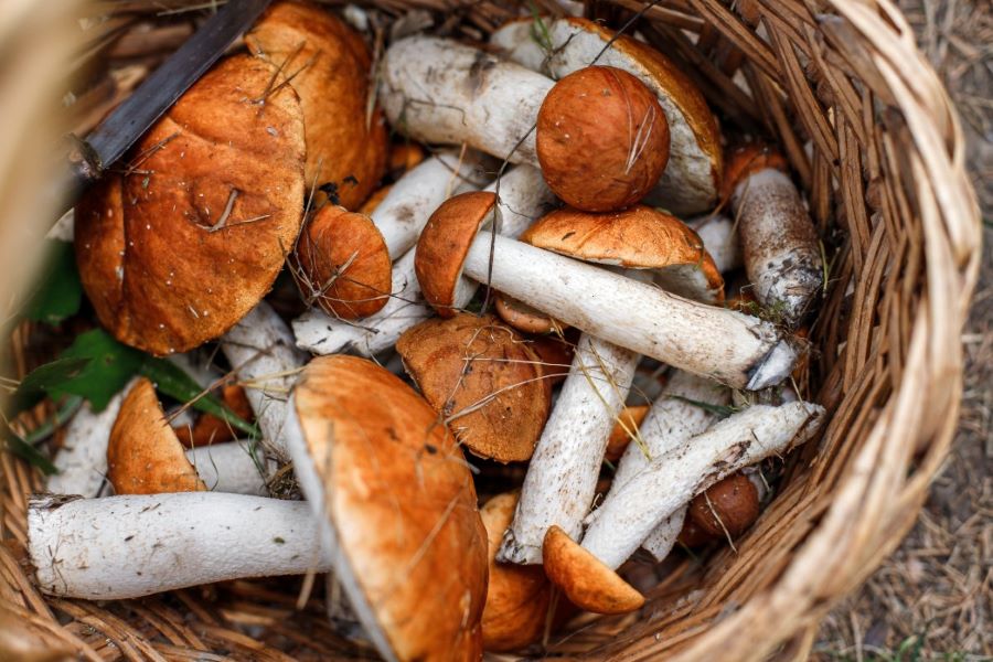 7 Must-Try Medicinal Mushrooms
